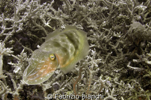 Squid by Fabrizio Bianchi 